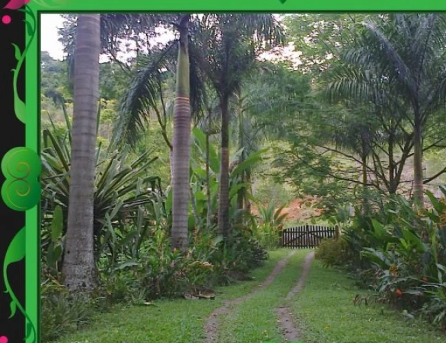 sitio_corrego_dos_micos_paraty_10